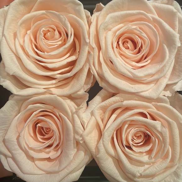 THE ORIGINAL LIFETIME FLOWERS Super Petite *Sent to me 8 days ago* - Picture 3 of 8